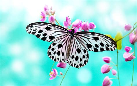 HD Wallpaper: Elegant Butterfly Bliss