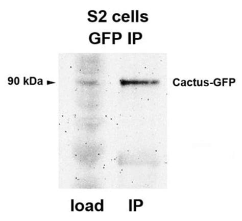 GFP Rabbit anti-Mouse, Nonspecies specific, C. elegans, Plant ...