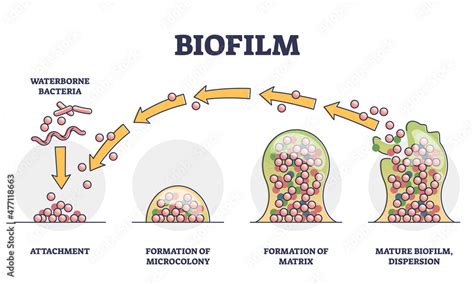 Biofilm formation stages with development and dispersion outline ...