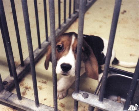 Help rescue animals abused in research – OnlyAnimals Foundation