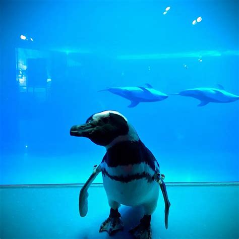 Curious Penguins Wander Around an Empty Aquarium