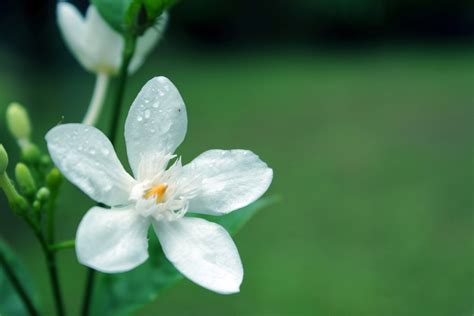 White Flower With Water Drops Free Stock Photo - Public Domain Pictures