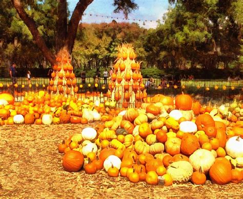 pile, field, pumpkin, pumpkin, harvest, holiday, vegetable,