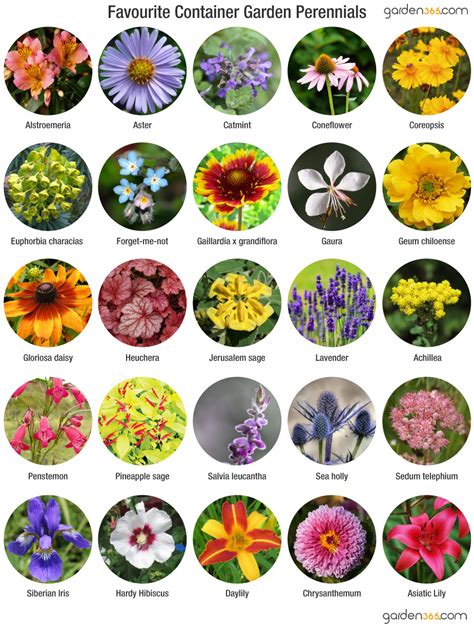 Growing Perennials In Containers - Garden365