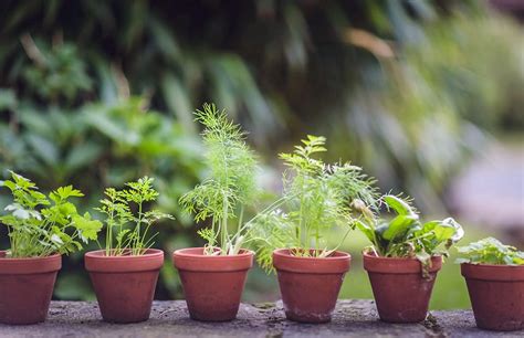 Les fines herbes - Simple & Gourmand