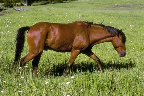 Cheval Animal Domestique Ferme Des · Photo gratuite sur Pixabay