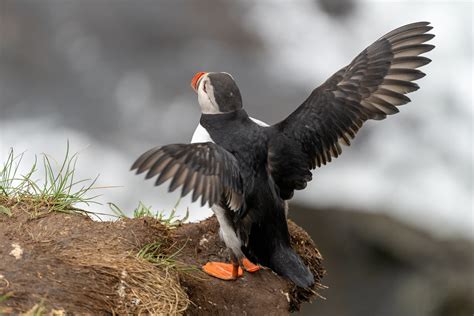 Puffin with its wings out, in Iceland | Puffin with its wing… | Flickr