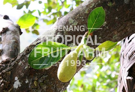 Nangka - Penang Tropical Fruit Farm