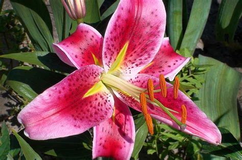 27 of the Best Lily Varieties | Gardener’s Path in 2021 | Lily plants ...