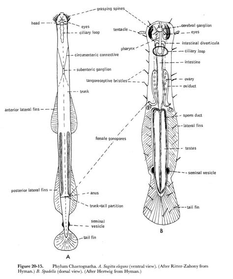 Chaetognatha - Alchetron, The Free Social Encyclopedia