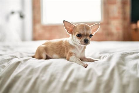 Chihuahua Weight Chart and Puppy Development Guide - Raised Right ...