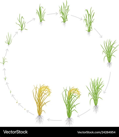 Gladiolus Growth Cycle : Corm Stock Illustrations - 94 Corm Stock ...