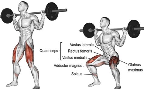 Lunges vs. Squats - Which Exercise is Best? – Fitness Volt