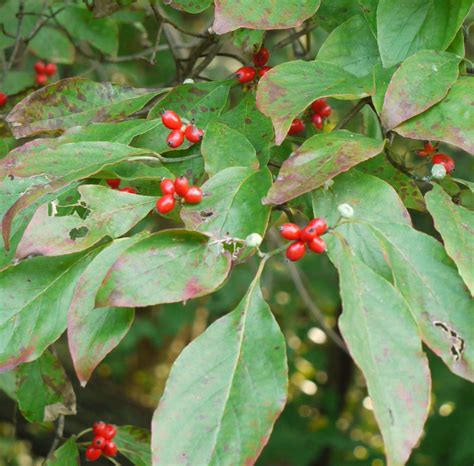 Flowering dogwood | Identify that Plant