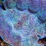 Lighting the Reef Aquarium Part 5 -Tridacna Clams •Aquarium LED Lighting Orphek