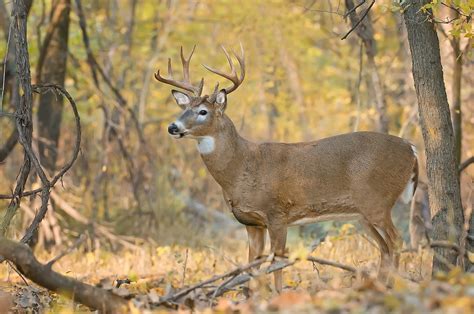 White-tailed Deer – Mike Lentz Nature Photography