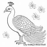 Peacock Coloring Pages  Free & Printable sketch template