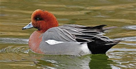 Eurasian Widgeon Photograph by Dave Mills - Fine Art America