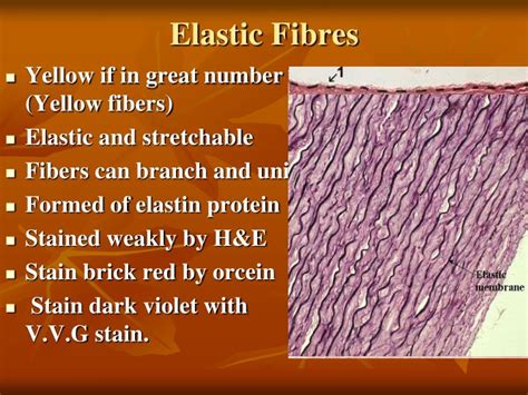 PPT - CONNECTIVE TISSUE PowerPoint Presentation - ID:6025477