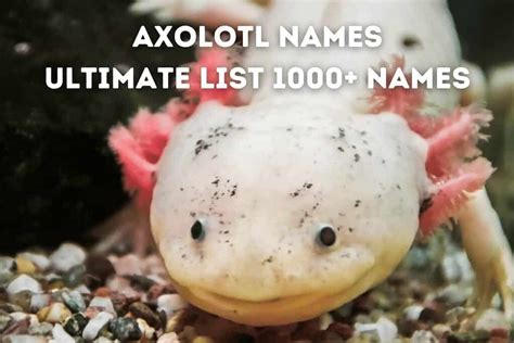 Axolotl Names [1000+ Ultimate List] – Pets From Afar