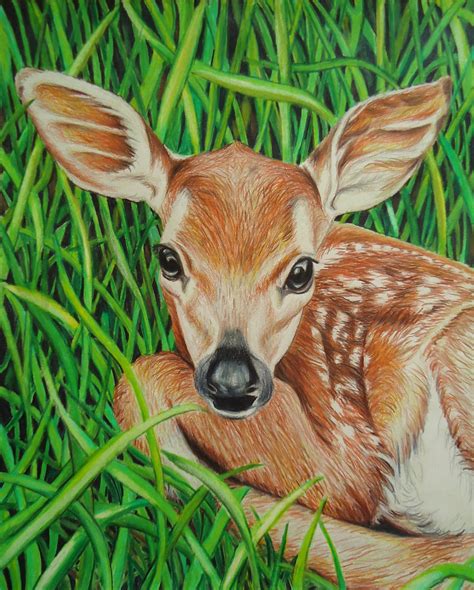 Original Baby Deer art Animal drawing Colored pencil