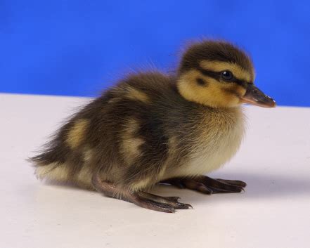 Wild Flying Mallard Ducks - Baby Ducklings | Cackle Hatchery