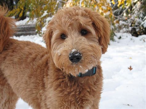 Miniature Goldendoodle (Golden Retriever-Poodle mix) Info, Pictures Goldendoodle Full Grown ...