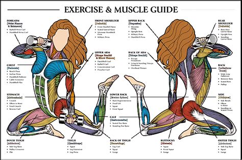 [DIAGRAM] Pectoralis Major Muscle Diagram - MYDIAGRAM.ONLINE