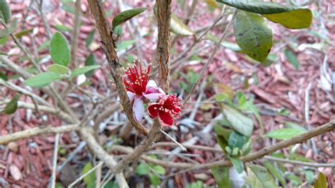 Pineapple guava - Page 3 - General Fruit Growing - Growing Fruit