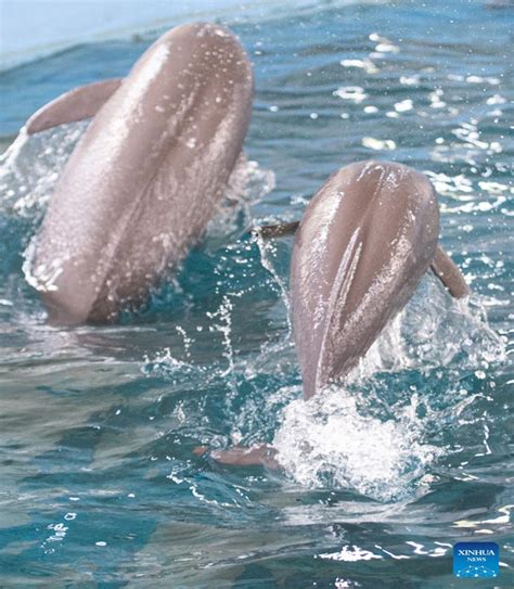 Artificially-bred Yangtze finless porpoise turns one year old - Global Times