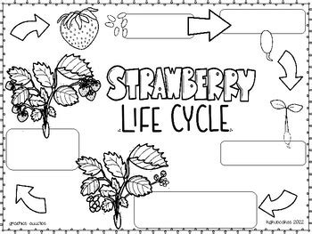 life cycle: strawberry by kindergarten kupcakes | TPT