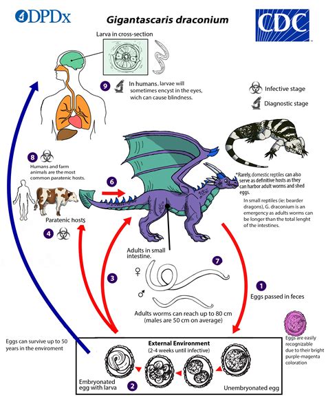 Roundworms Life Cycle In Humans