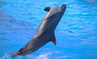 Dolphin | Dolphin Days show at SeaWorld Orlando Florida | Chad Sparkes ...