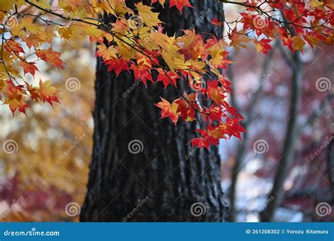 Autumn Leaves of Japanese Maple. Stock Photo - Image of colorful ...