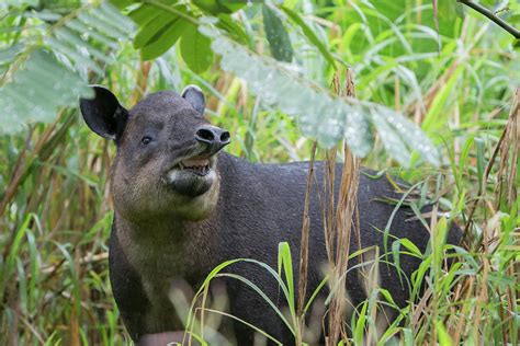 Baird's Tapir in Costa Rica Photograph by Mark Kostich