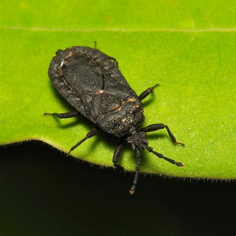 Flat Bug (Aradus sp., Aradidae) | Pu'er, Yunnan, China | itchydogimages | Flickr