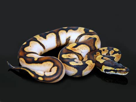 Morph List - World of Ball Pythons