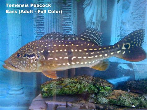 Buy WorldwideTropicals Live Freshwater Aquarium Fish - 2.5-3" Speckled Peacock Bass - Temensis ...