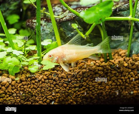 Albino catfish hi-res stock photography and images - Alamy