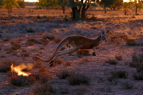 Kangaroo attack in Australia nearly turns deadly | Wildlife News | Al ...