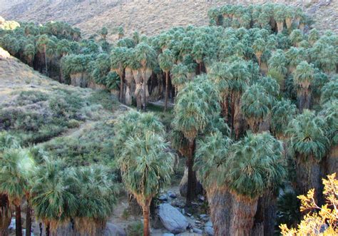 Desert Oasis in Indian Canyons, Palm Springs | San Diego Reader