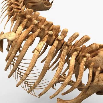 Dinosaur T-Rex Bones ~ 3D Model ~ Download #91533304 | Pond5