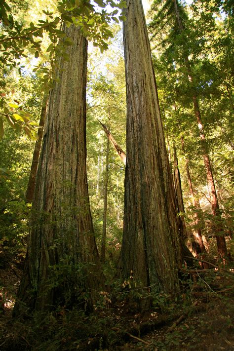 Giant Redwood Trees In California Free Stock Photo - Public Domain Pictures