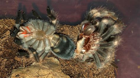 Tarantula Molting || BrachypelmaHamorii || My First TS Molted - YouTube