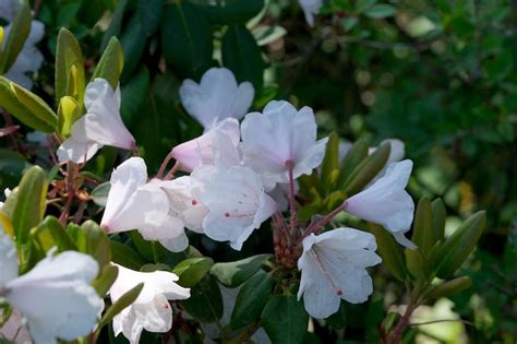 Premium Photo | Blooming rhododendron bush