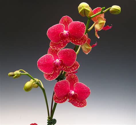 Doritaenopsis Taida Salu "Alisan" - The red orchid! A phalaenopsis ...