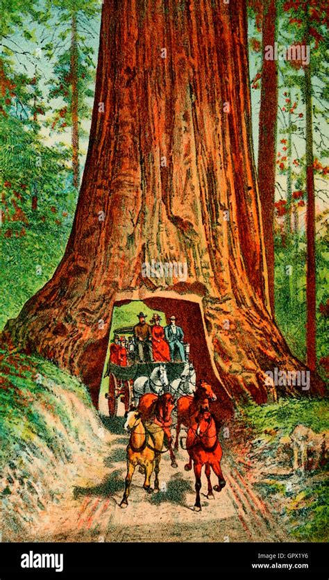 Wawona tunnel tree hi-res stock photography and images - Alamy