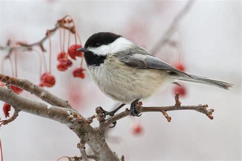 Massachusetts State Bird | Black-capped Chickadee