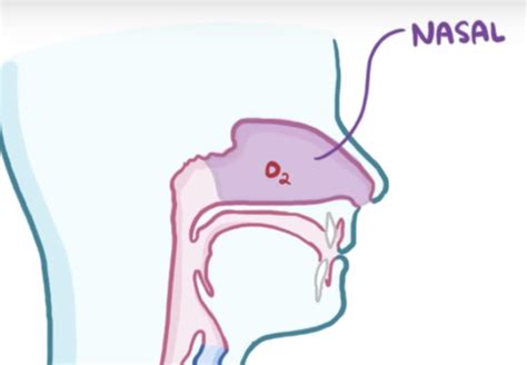 Module 2 Video 1 Anatomy and Physiology of Respiratory System Flashcards | Quizlet