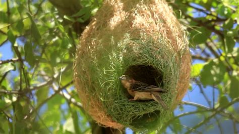 Weaver Bird Nest Stock Footage Video | Shutterstock